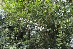 Eugenia singampattiana